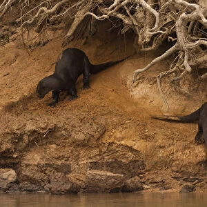 Giant Otters (Pteronura braziliensis) at Den PHOTOGRAPHED IN: Pantanal. Largest