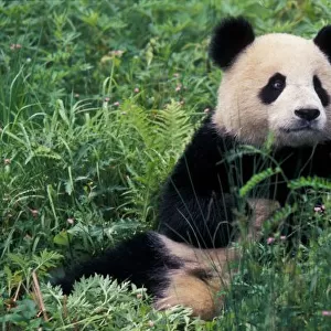 Giant panda in the grass, Wolong Valley, Sichuan Province, China