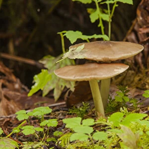 Gilled Mushroom on the Forest Floor in Olympic National Park