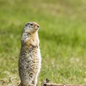 Glacier National Park, Montana, USA. Columbian ground squirrel standing to see if all is safe