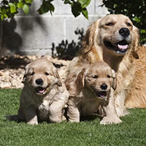 A Golden Retriever female lying on a lawn with two puppies running