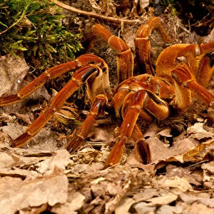 Goliath Bird-eater Spider, Theraphosa blondi, Native to the Rain Forest Regions of