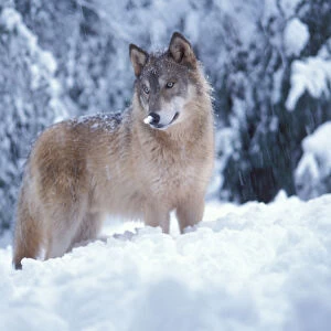 gray wolf, Canis lupus, in the snowy foothills of the Takshanuk mountains, northern