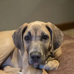 Great Dane puppy resting on her bed. (PR)