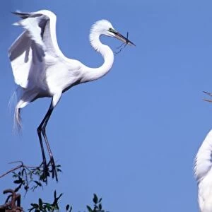 Two Great Egrets (Ardea alba) in a courtship ritual in which one partner passes a