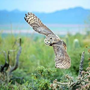The great horned owl (Bubo virginianus), also known as the tiger owl, is a large