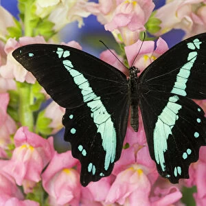 Green-banded Swallowtail or African Blue-banded Swallowtail Butterfly, Papilio nireus