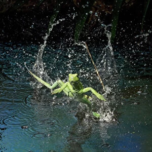Green basilisk or plumed basilisk running on water (Basiliscus plumifrons), Costa Rica