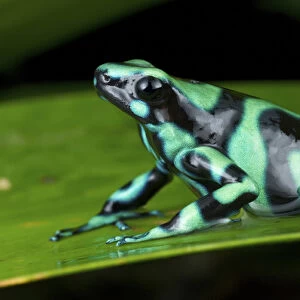 Green and Black Poison Dart Frog, Dendrobates auratus, also known as the green