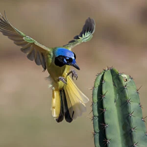 Green Jay in flight, Rio Grande Valley, Texas