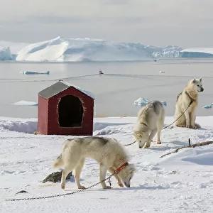 Greenland dogs, a breed of husky, with Disko Bay in the background. Ilulissat, Greenland