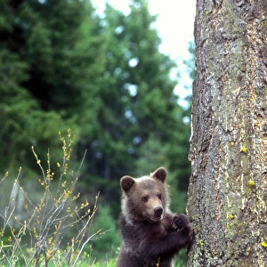 Grizzly bear cub leaning against a tree looking out for predators