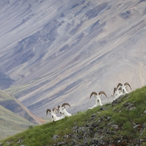 A group of dall sheep rams rest on Marmot Rock in Polychrome Pass along the Denali Park Road