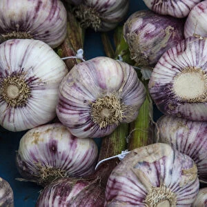 Grown locally near Bergerac, these purple garlics are sold at the outdoor market in Bergerac
