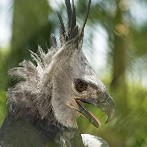 The Harpy Eagle (Harpia harpyja), Misiones, Argentina. Is a Neotropical species of eagle