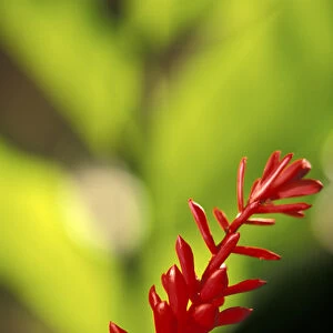 Hawaii, Maui Red flower