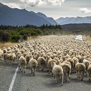 A herd of sheep block the road near Milford Sound, South Island, New Zealand