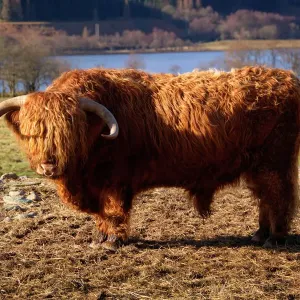 Highland Cattle Bull Print Highland Cattle Bull Print