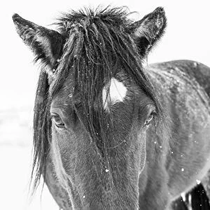 Horse in standing in snowy weather, Edgewood, New Mexico