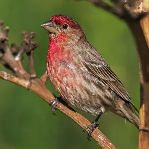 Finches Jigsaw Puzzle Collection: Desert Finch