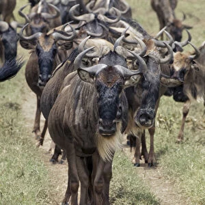Huge wildebeest herd during migration, Serengeti National Park, Tanzania, Africa