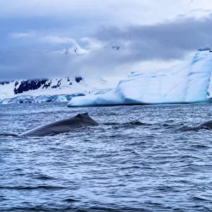 Two Humpback Baleen Whales Chasing Krill blue iceberg Floating sea water Charlotte Bay