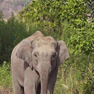 Indian / Asian Elephant, Corbett National Park, India