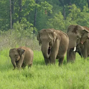 Elefante indio