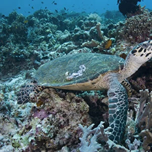 Indian Ocean, Indonesia, Komodo National Park. An endangered green turtle swims over coral