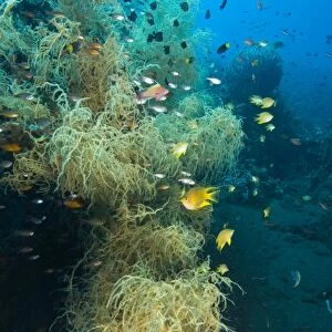 Indonesia, Bali Province, Tulamben. Tropical fish in pristine Black Coral