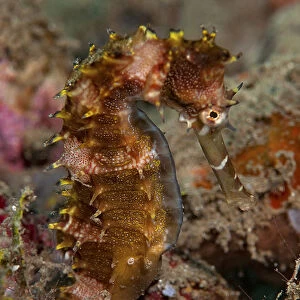 Indonesia, Banda Sea, Ambon. Close-up of adult spiny seahorse