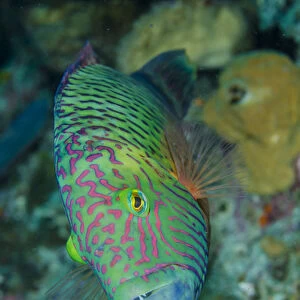 Indonesia, Bima Bay. Close-up of wrasse fish
