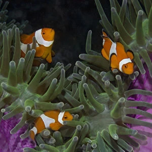 Indonesia, Raja Ampat. Three clownfish swim among anemone tentacles for protection