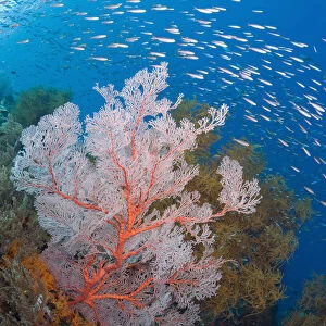 Indonesia, Raja Ampat. Schooling fish and a coral reef