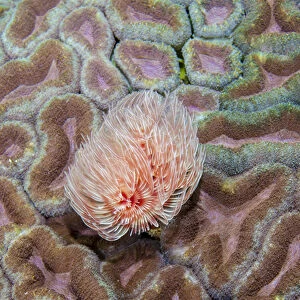 Indonesia, West Papua, Raja Ampat. Feather duster worm on coral