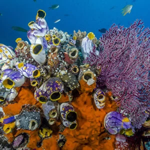 Indonesia, West Papua, Raja Ampat. Coral reef and fish