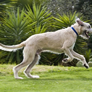 An Irish Wolfhound puppy running in a park