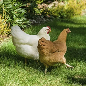 Issaquah, Washington State, USA. Free-ranging White Plymouth Rock and Buff Orpington chickens