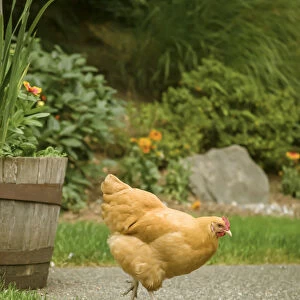 Issaquah, Washington State, USA. Free-ranging Buff Orpington chicken foraging about a backyard