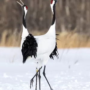 Japan, Hokkaido, Japanese Red-Crowned Cranes