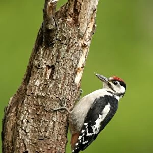 Juvenile Great Spotted Woodpecker (Dendrocopus major) on tree, England