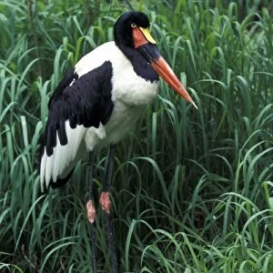 Kenya. Female Saddlebill Stork (Ephippiorhynchus senegalensis)