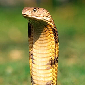 King Cobra Ophiophagus hannah Native to Northern India to China