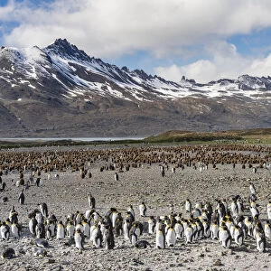 King Penguin (Aptenodytes patagonicus) rookery in Fortuna Bay. South Georgia Island