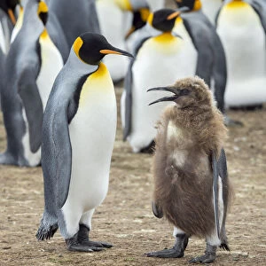 King Penguin feeding a chick in brown plumage, Falkland Islands