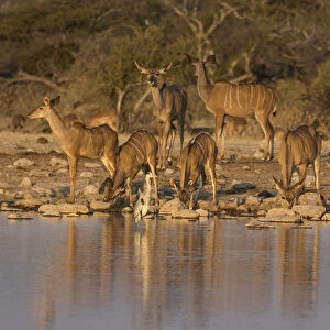 Kudo small grouping evening light waters edge, Etosha National Park