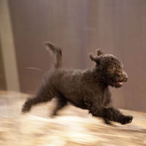 Labradoodle puppy running. (PR)