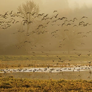 Large flock of ducks and geese taking flight