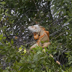 Large Green iguana, an invasive species in Florida