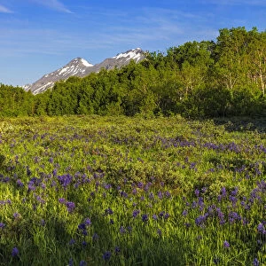 Larkspur and other spring wildflowers in the Lewis and Clark National Forest, Montana